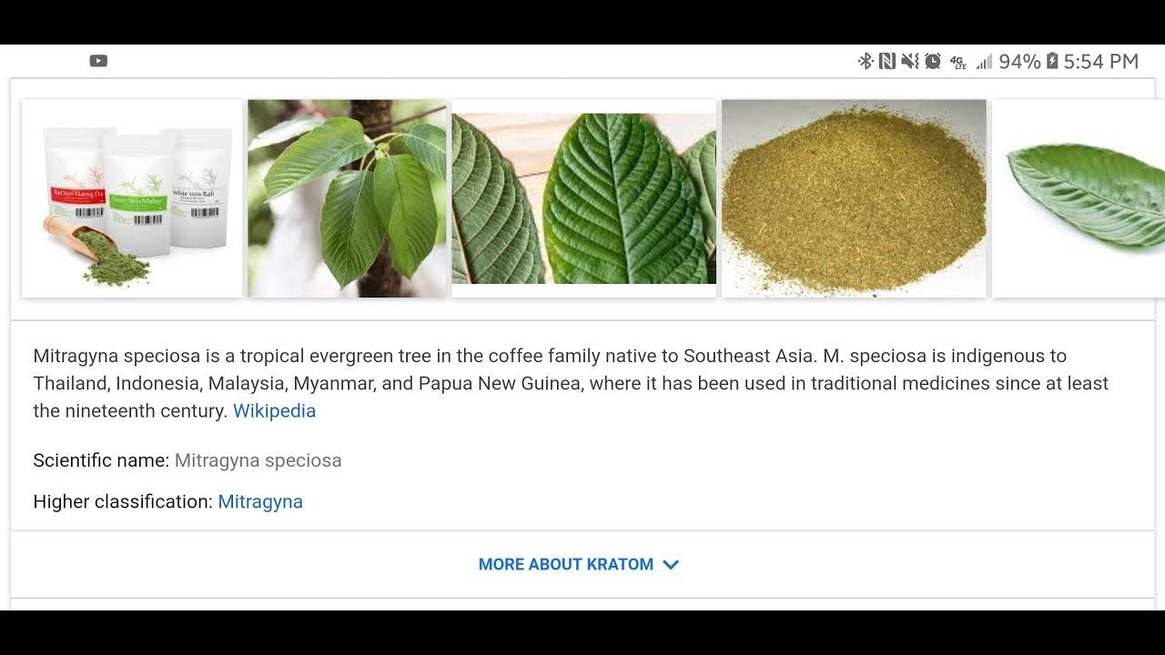 KRATOM EXPERIMENTATION, VAPE VS PIPE, GAW WINNER ANNOUNCED, MITRAGYNA SPECIOSA LEAF OF FAITH, UPDATE