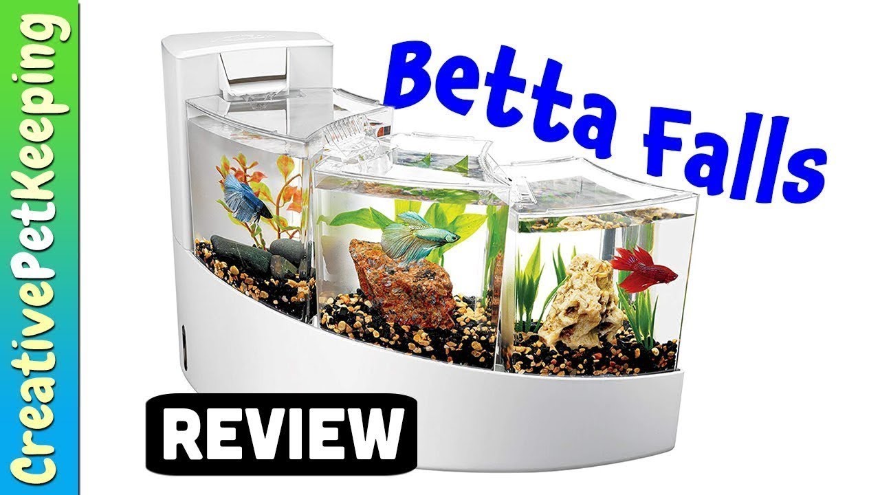 Aqueon | Betta Falls - Betta Desktop Aquarium Kit ★ REVIEW
