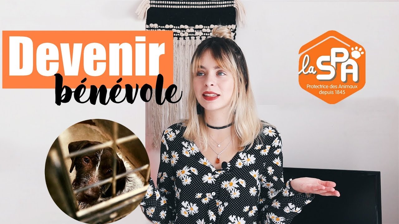 Comment être bénévole dans un refuge SPA ?