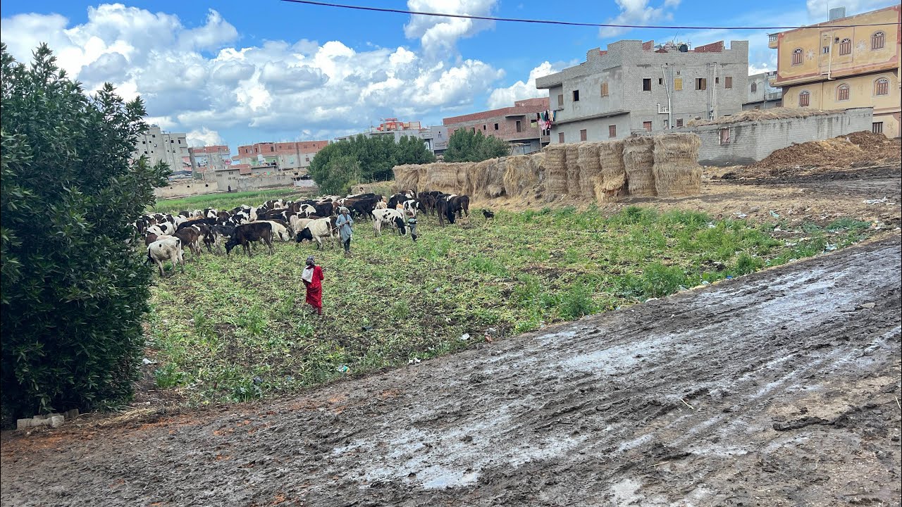 صلاة الجمعة 🕌في قريتي 🏕️الجميلة البسيطة بعد المطر🌧️💦🏡💁&zwj;♀️