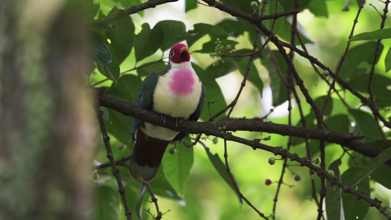 Jambu Fruit Dove