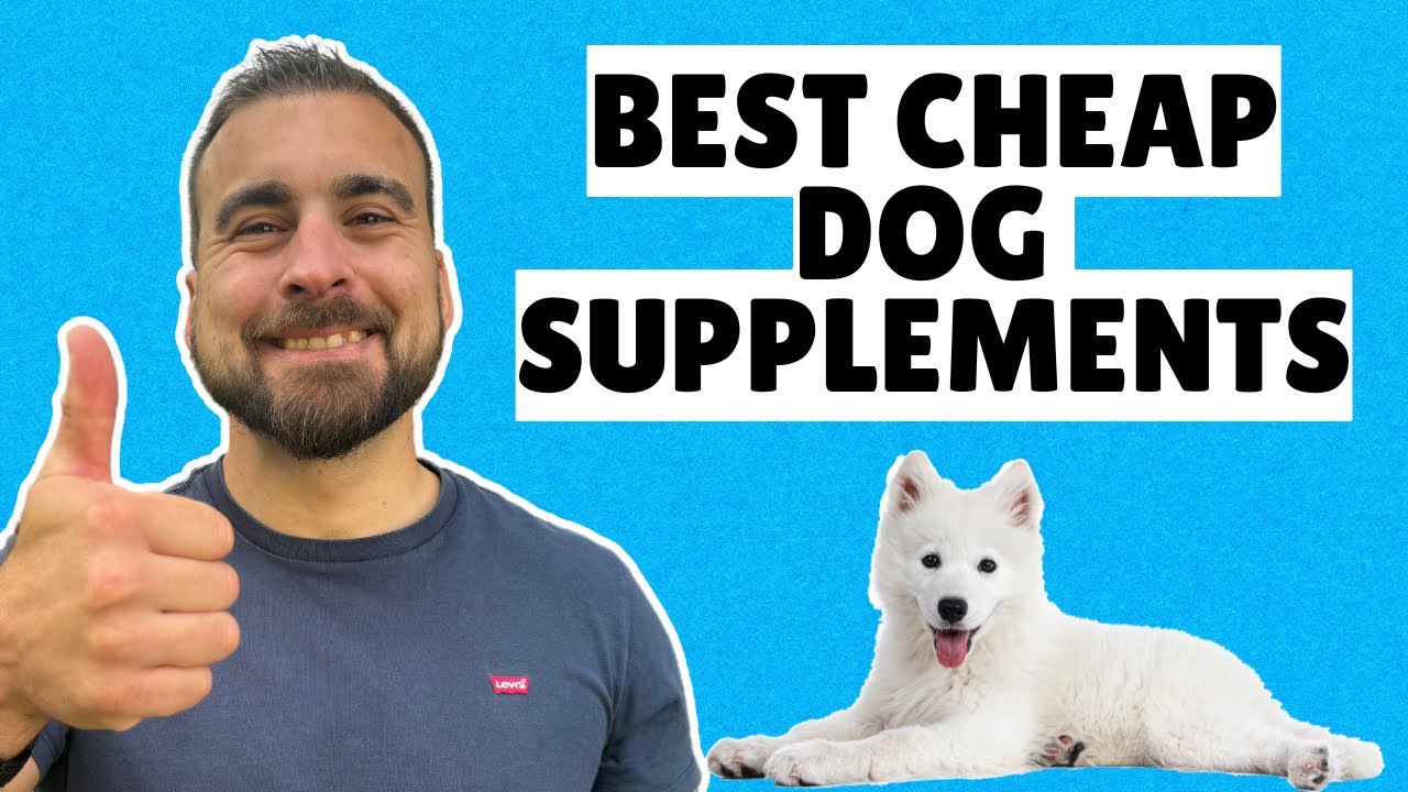 Top Supplements for Healthy Dogs on a Budget &ndash; Nutritionist's Tips