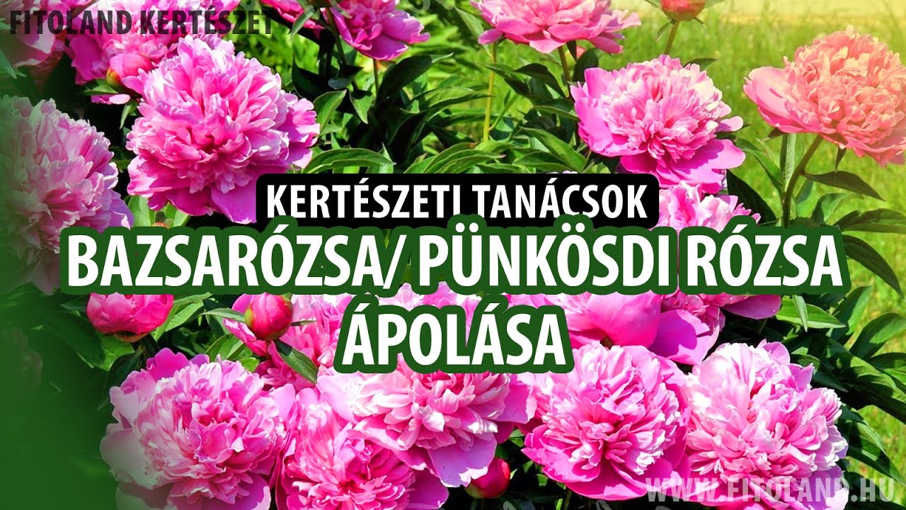 Bazsarózsa vagy pünkösdi rózsa ápolása - kertészeti tanácsok