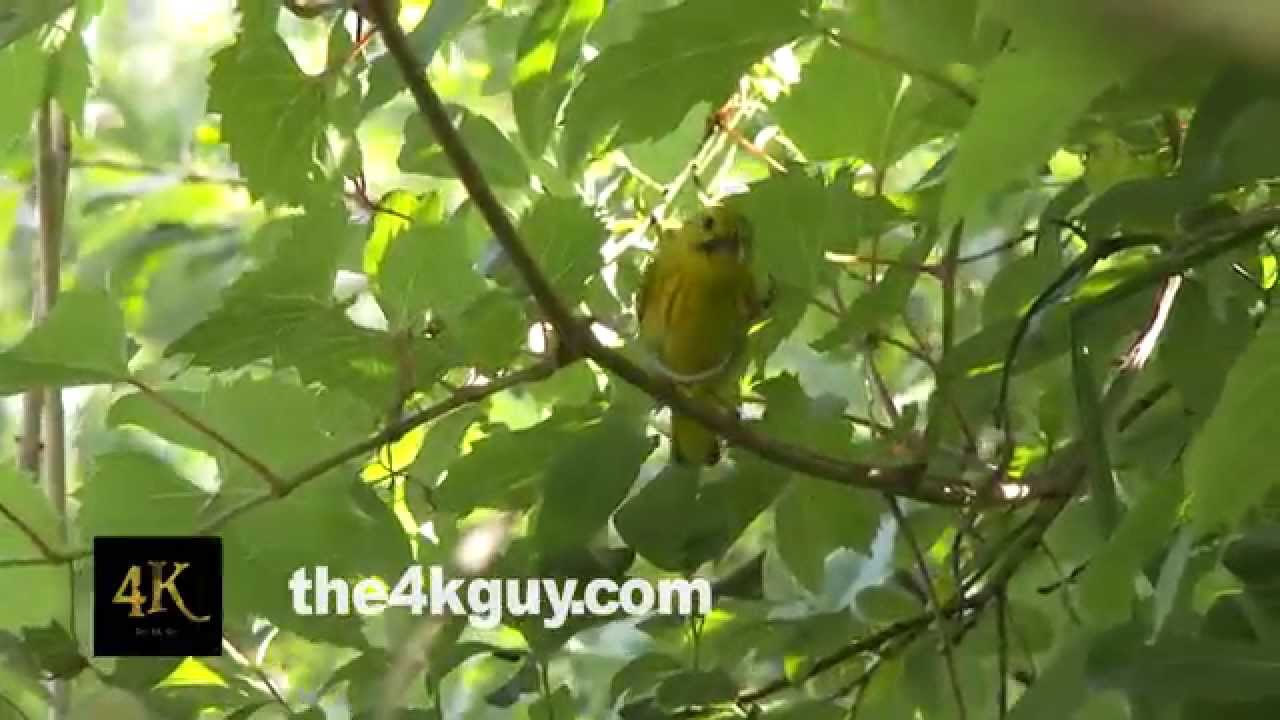 4K UHD 60fps - American yellow warbler (Setophaga petechia) hoping with bugs in its mouth