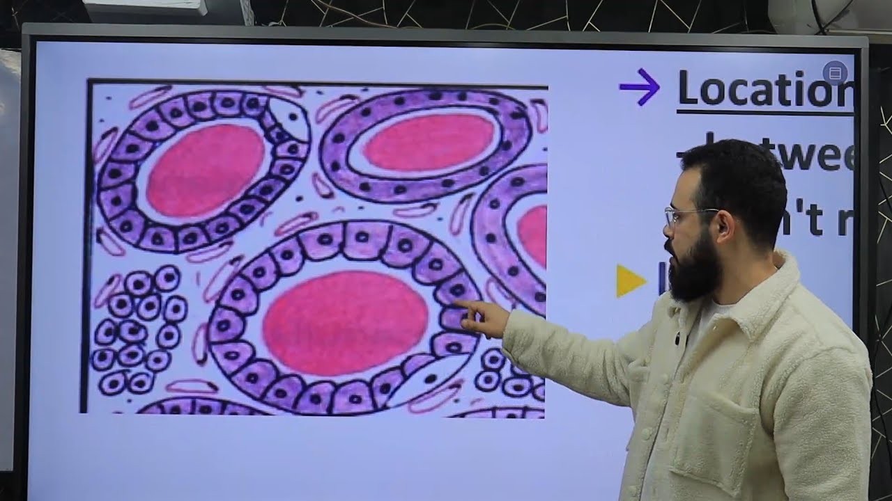 Endocrine - 3 [[ Histology - د/عبدالوهاب ]] - القصر العيني 198
