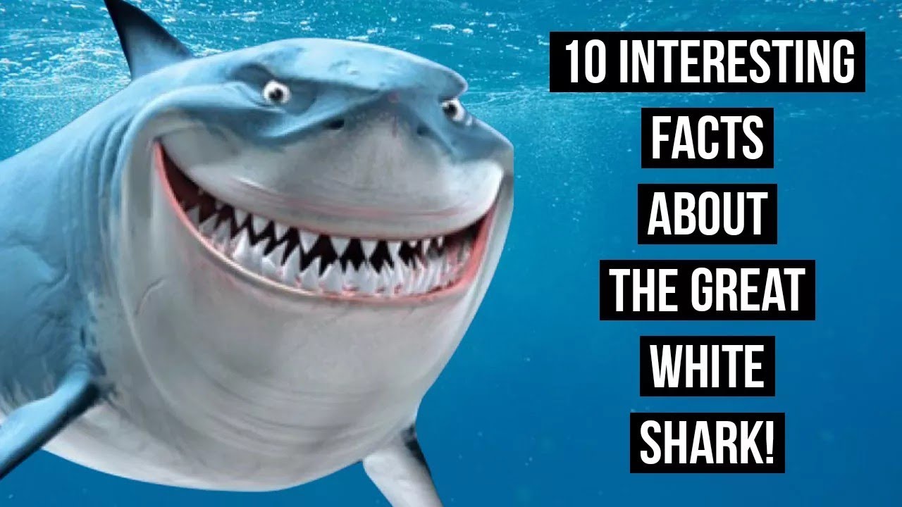 10 Interesting Facts About The GREAT WHITE SHARK!