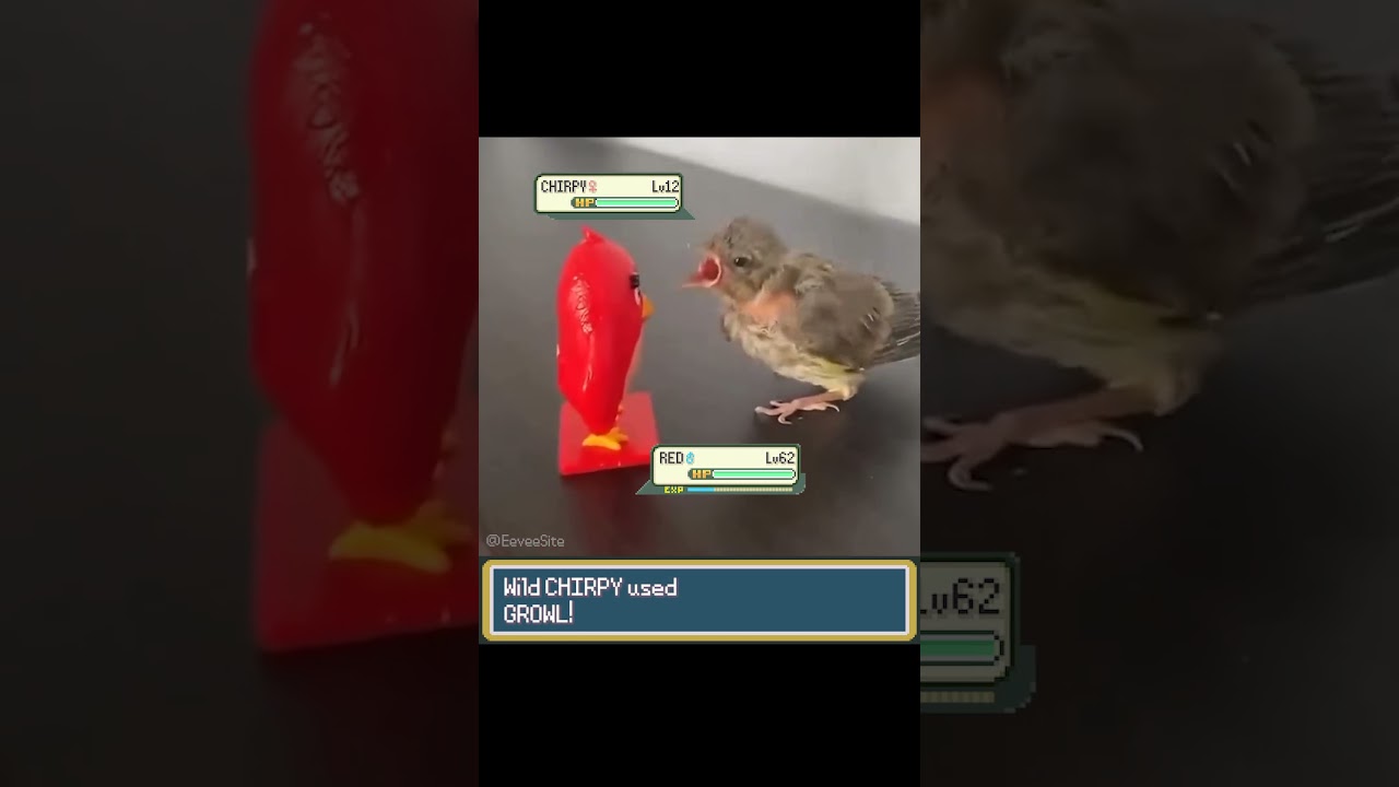 BIRD vs ANGRY BIRD IRL Pokemon Battles!! - EeveeSite #pokemon #irlpokemon #pokemonbattle #funnybirds