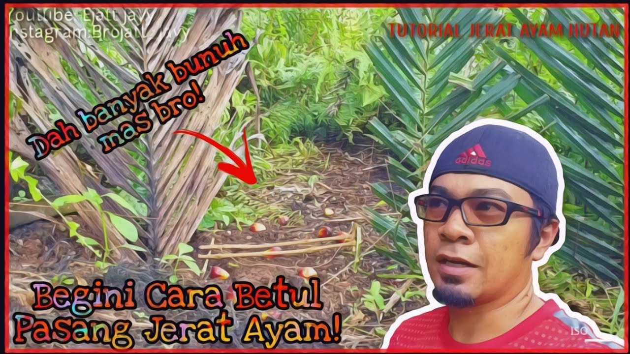 JERAT AYAM HUTAN Episod #8 - TUTORIAL PASANG JERAT AYAM HUTAN PALING AMPUH