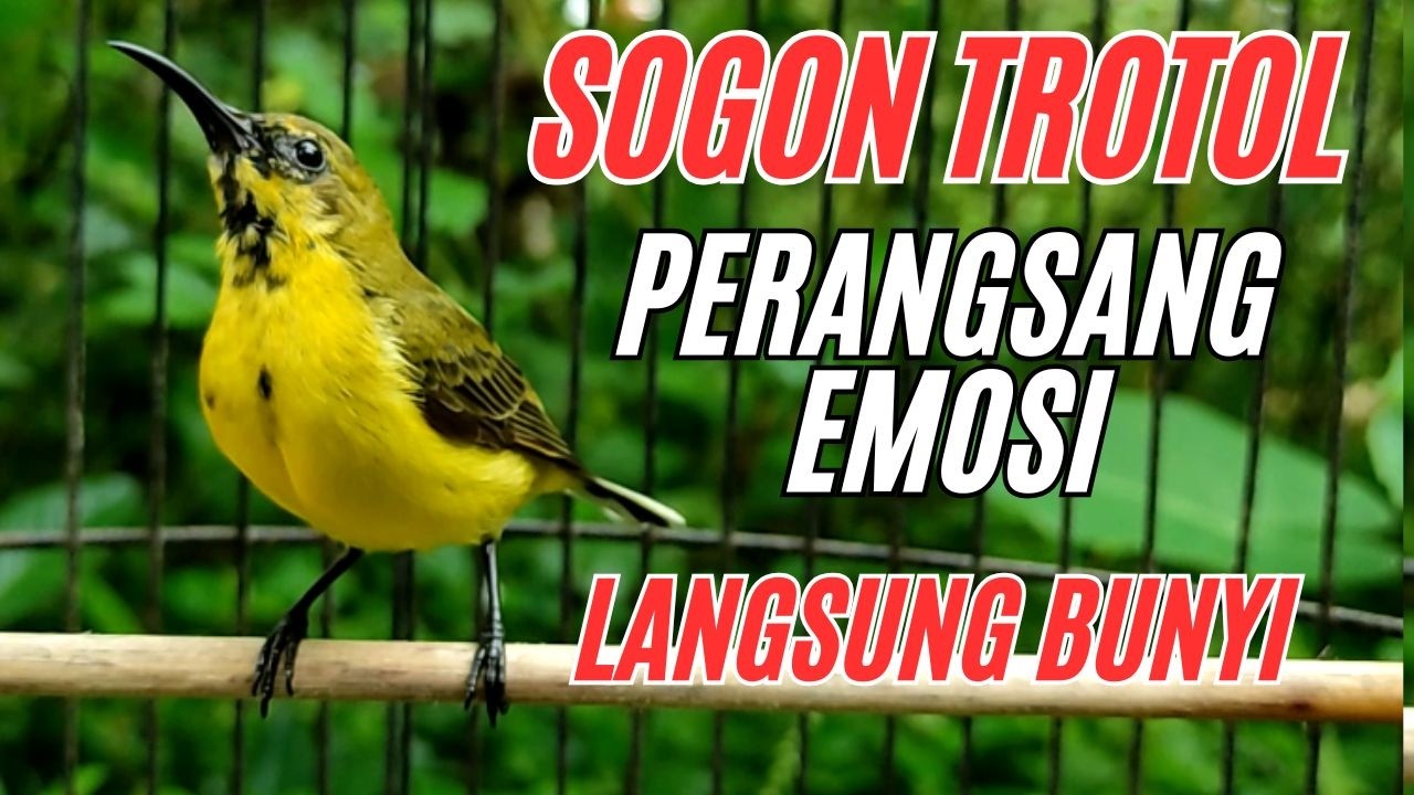 SOGON TROTOL  NGRIWIK PANCINGAN EMOSI‼️ BIKIN CEPAT  NYAUT SEMUA SOGON❗ PART 24
