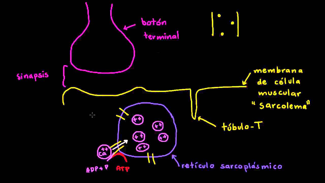 Papel del retículo sarcoplásmico en las células musculares | Biología | Khan Academy en Español