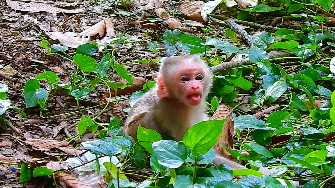 An adorable baby calls out for its mother to comfort it