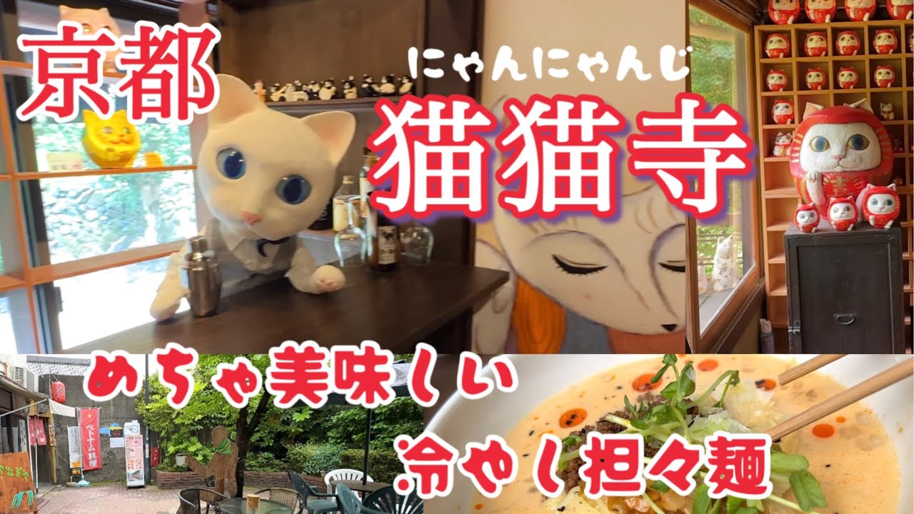 【京都 猫猫寺】行ったら、開運して、めちゃ美味しい冷やし担々麺に出会ったよ！