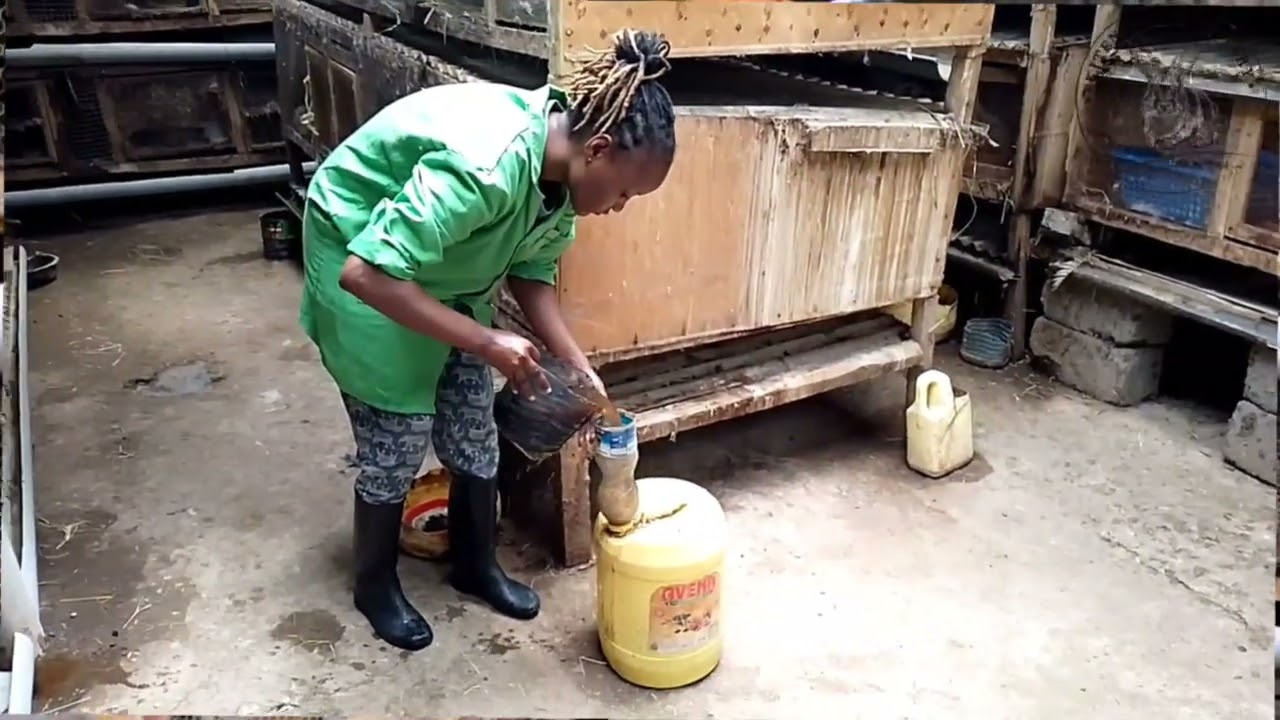 Rabbit urine.We feed our rabbits with food bought through rabbit urine sales 🐰
