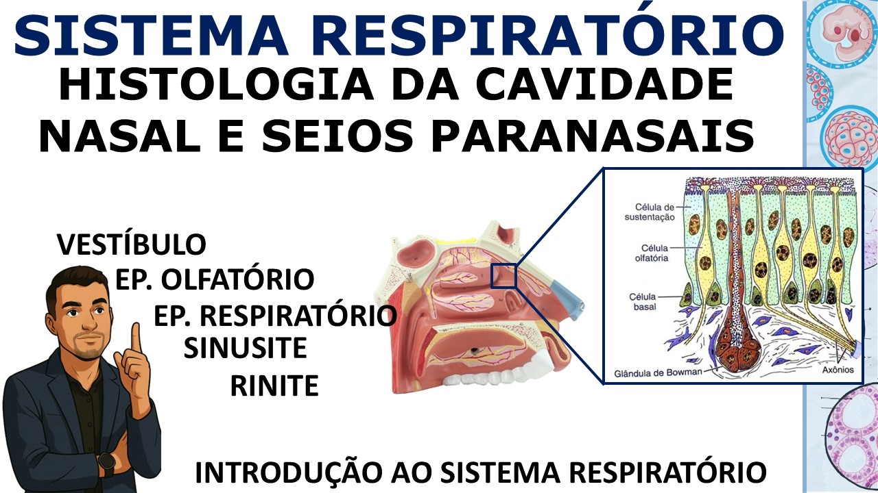 Histologia do Sistema Respiratório: Cavidade Nasal e Seios Paranasais