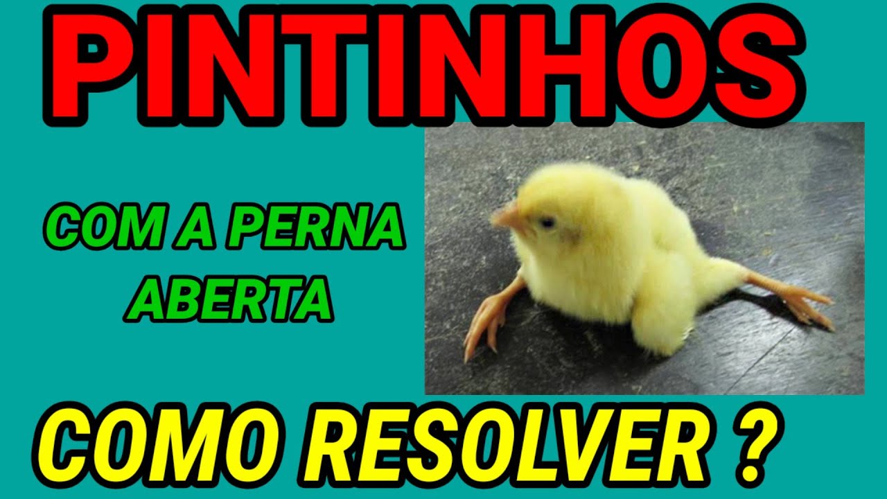 PINTINHO COM A PERNA ABERTA - Como resolver fácil.