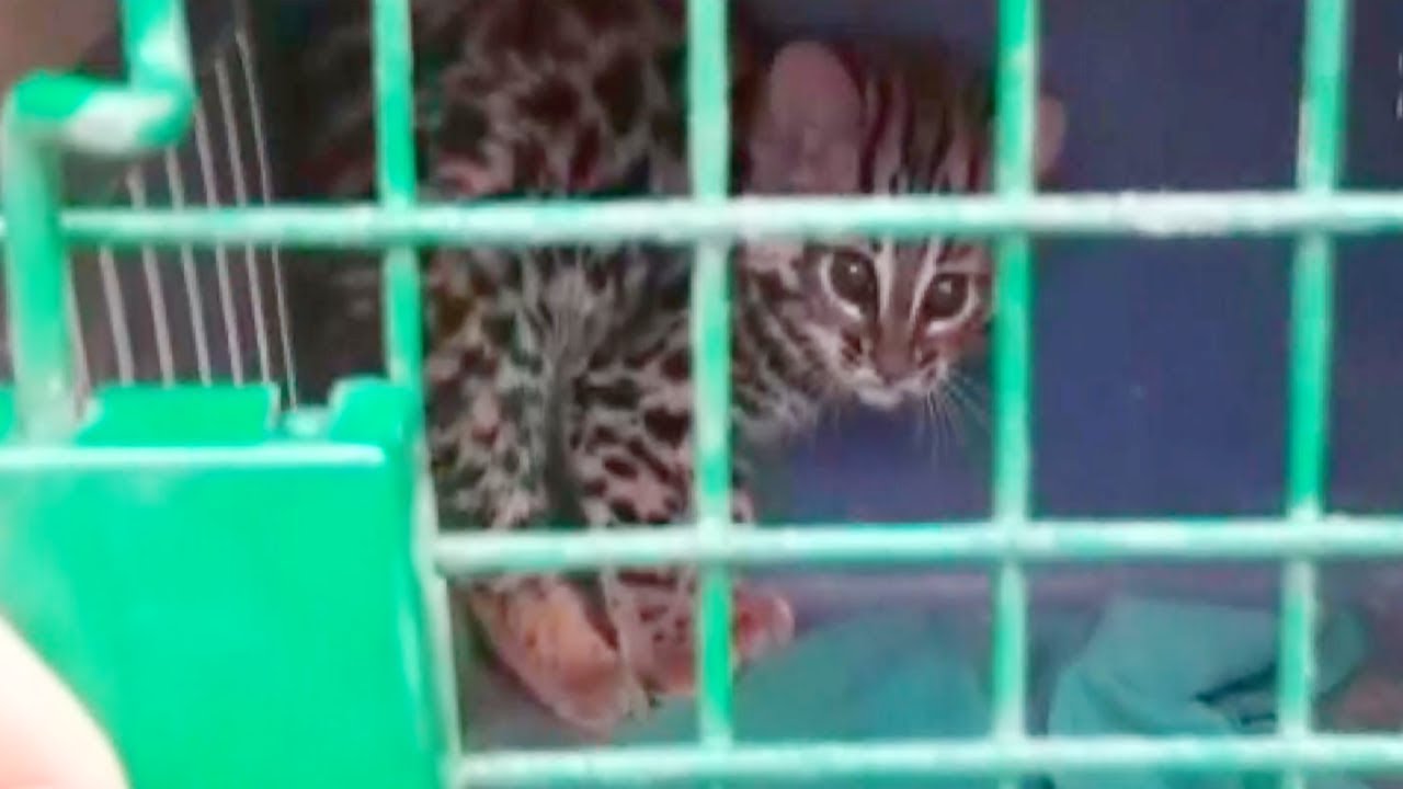 Assam: Rare species of leopard cub found in Chirang
