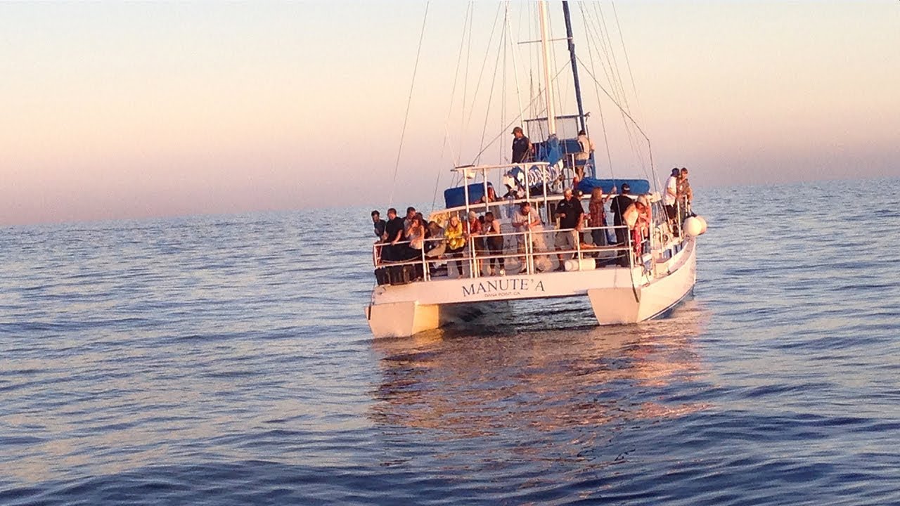 Whale Watching Safari in USA
