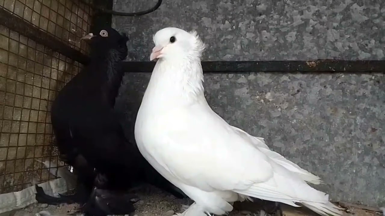 Homers pigeons 🕊️🕊️கர்ண புறாக்கள் 🕊️🕊️சேல்ஸ் வீடியோ 😍ஹோமர் புறா கூண்டு update 🕊️🕊️8438245785🌹RAJ Lof