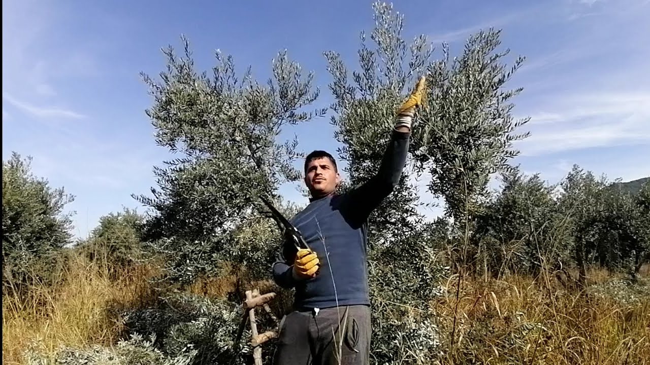 20 yaş üzeri bakımsız zeytin budama-şekil verme.
