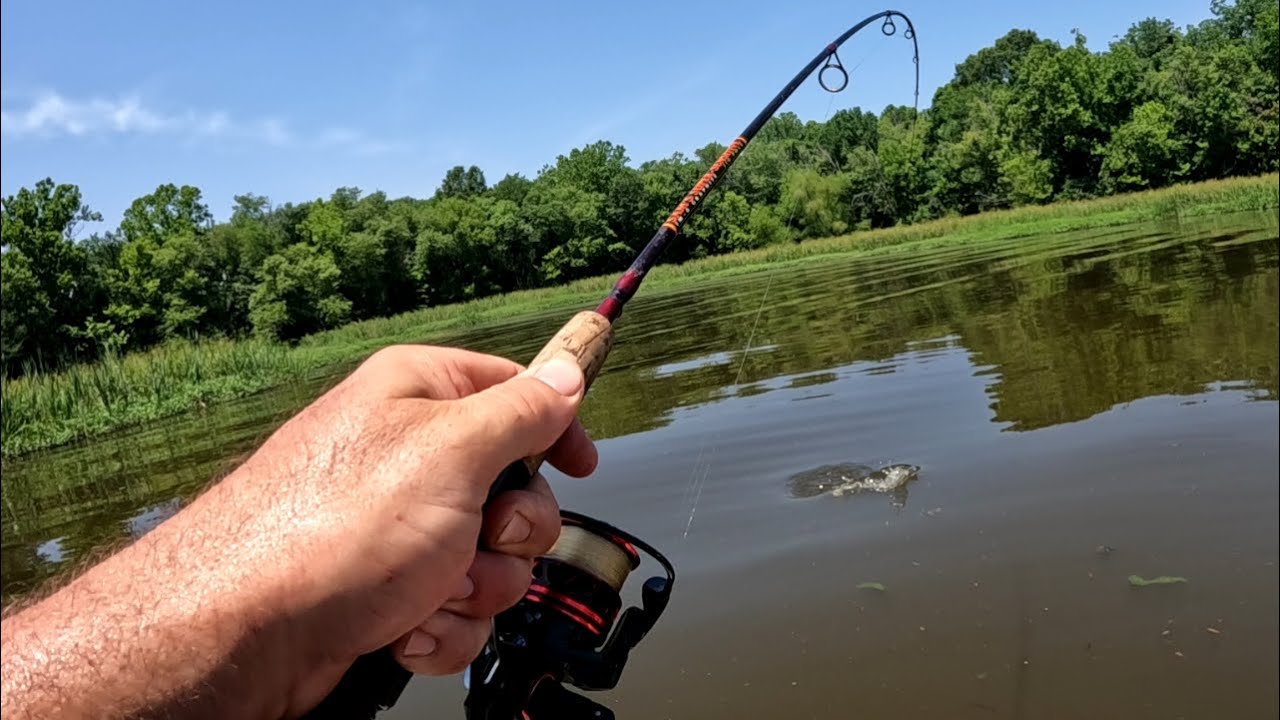 Crappie and bluegill in a small local lake