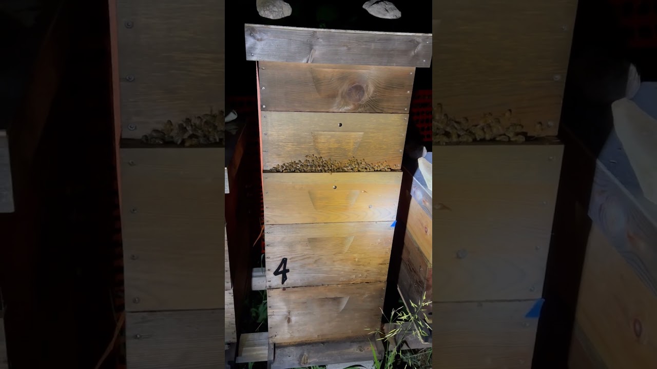 Honey production with #freebees. Swarm catches making honey for profit.