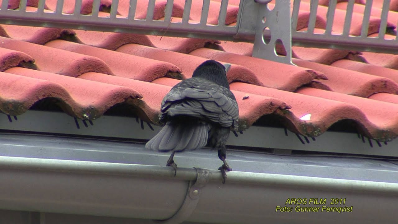 R&Aring;KA  Rook  (Corvus frugilegus)  Klipp - 1732