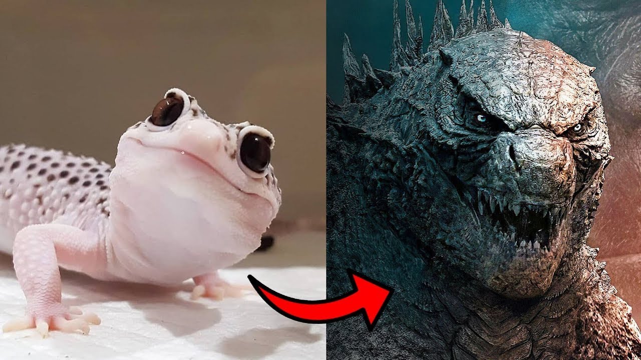 Amazing Animal Transformations | Before And After | Animal Hub