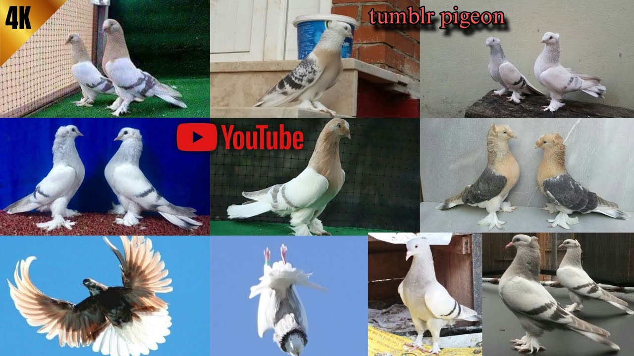 নতুন আমার বাড়ির ভিডিও ❤️‍🩹📣💥 ফ্রী গিফট 💯@JEET_PIGEON.BRAND_LOFT