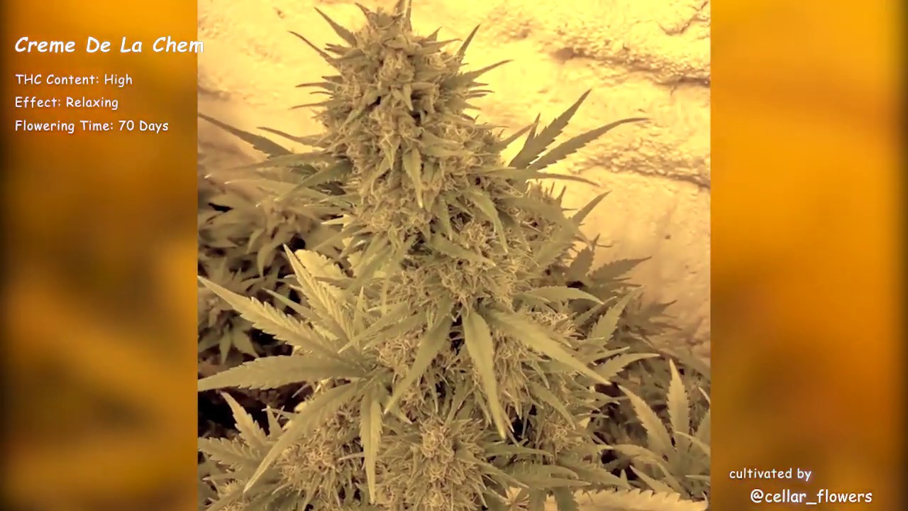Creme De La Chem\Mephisto Genetics Autoflowers\Grow Compilation