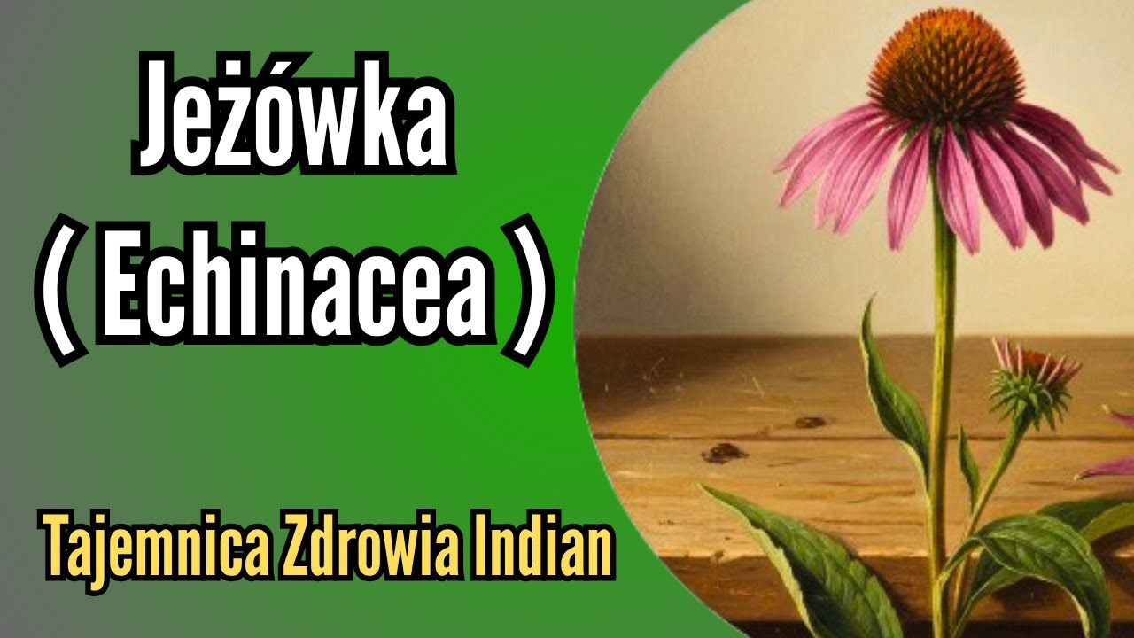 Jeż&oacute;wka (Echinacea) &ndash; sekret zdrowia Indian i wzmocnienia odporności