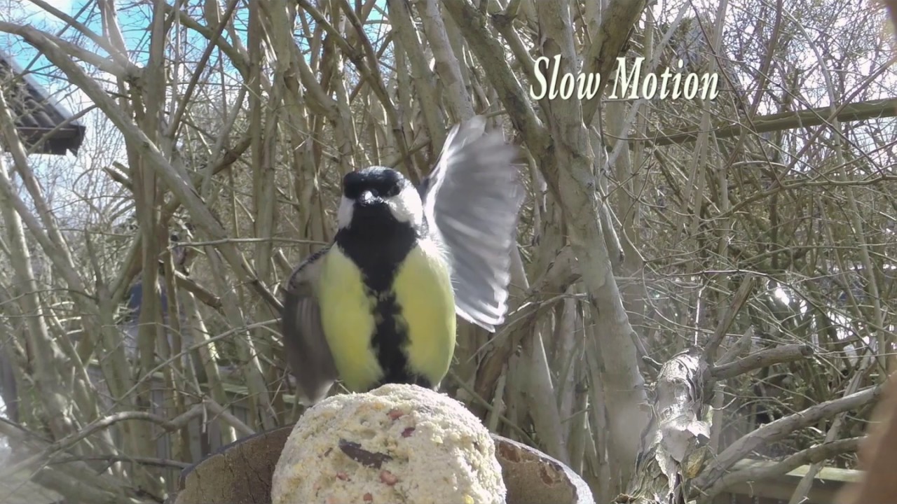 F&aring;glar i tr&auml;dg&aring;rden: Talgoxe