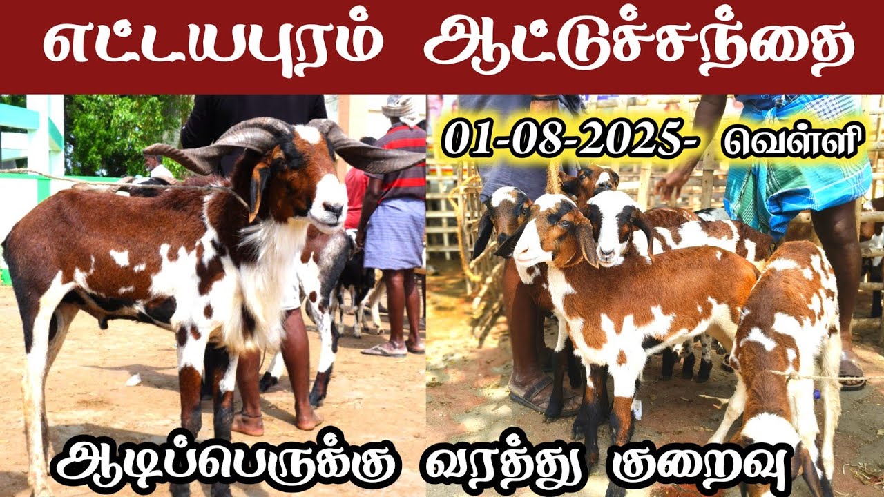 1-08-2025/ வெள்ளிக்கிழமை ஆட்டுச் சந்தை எட்டயபுரம் 