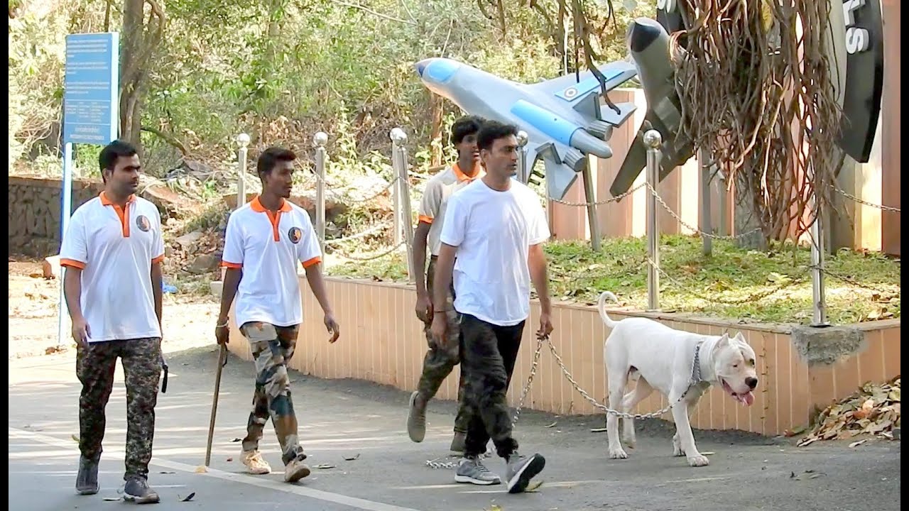 Dogo Argentino Training By Action Dogs