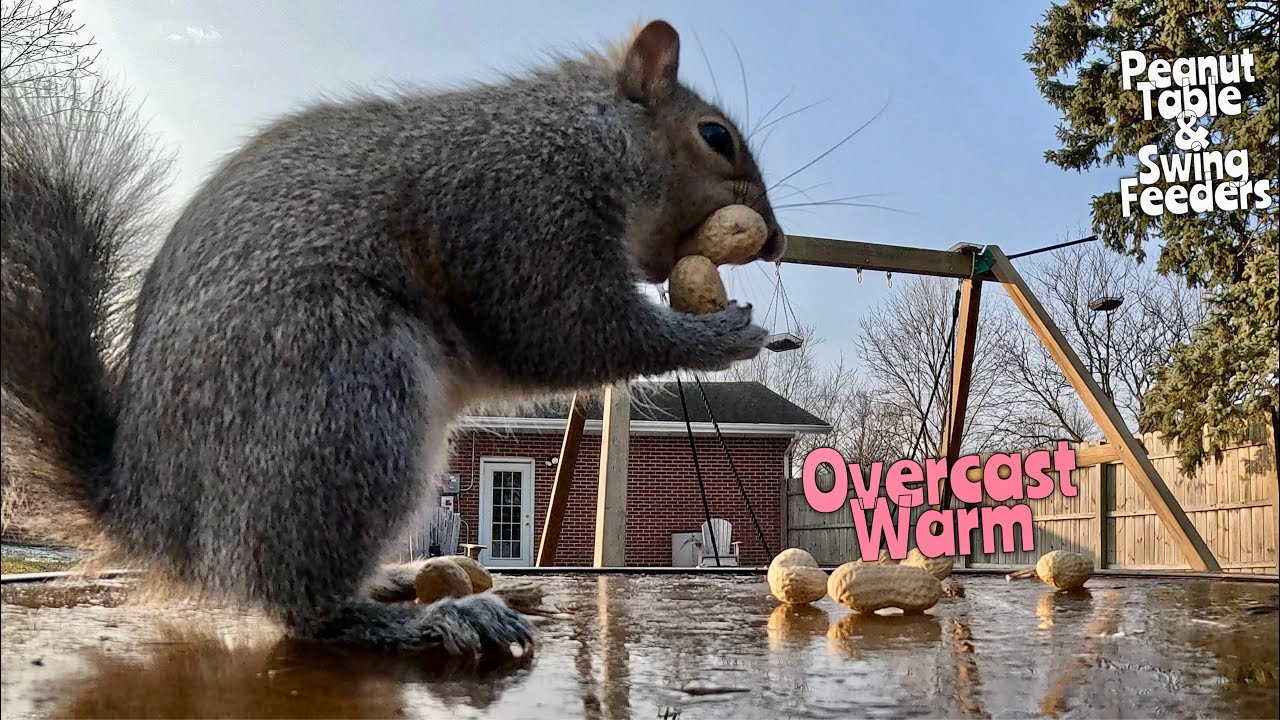 Peanut Table Overcast Warm #squirrels #Bluejays #birds #wildlife #wildlifefeeding #gopro