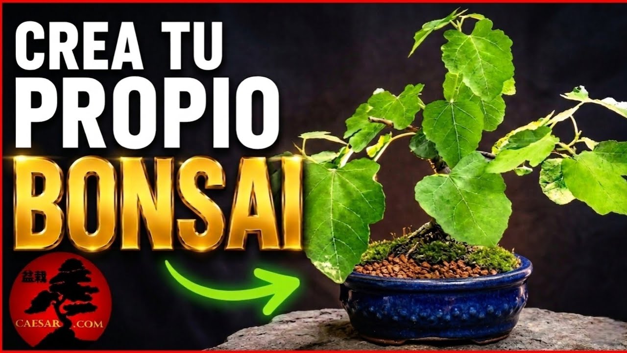 COMO HACER un BONSAI desde CERO ✅PASO a PASO✅ como EMPENZAR un BONSAI