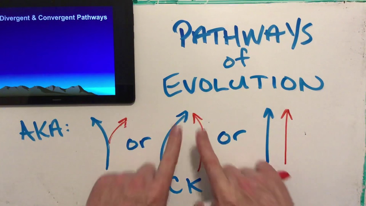 Pathways of Evolution & the 401!
