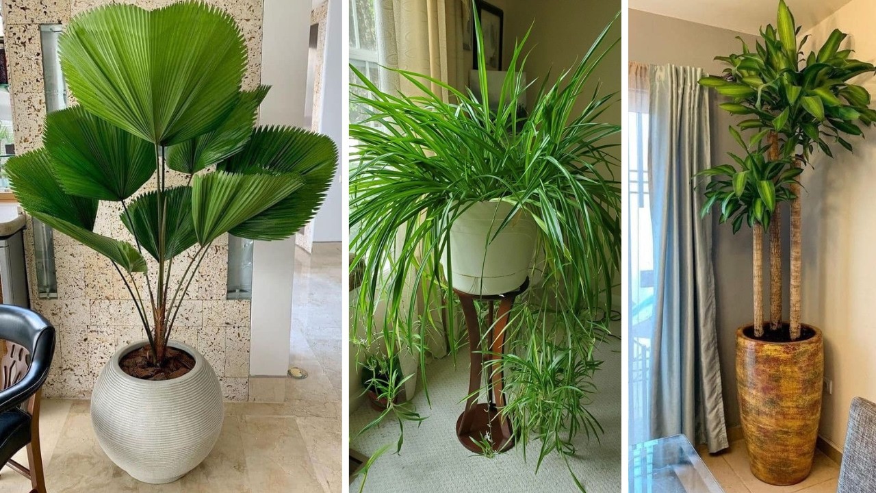 +527 iDEAS para DECORAR el INTERIOR de tu HOGAR con PLANTAS que embellecen y mejoran tu bienestar