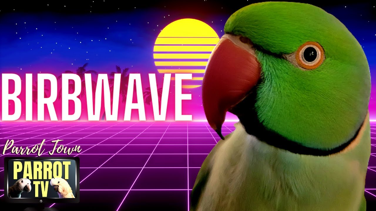Birbwave | Synthwave 80's Inspired Music for Birds | Parrot TV for Your Bird Room🎹