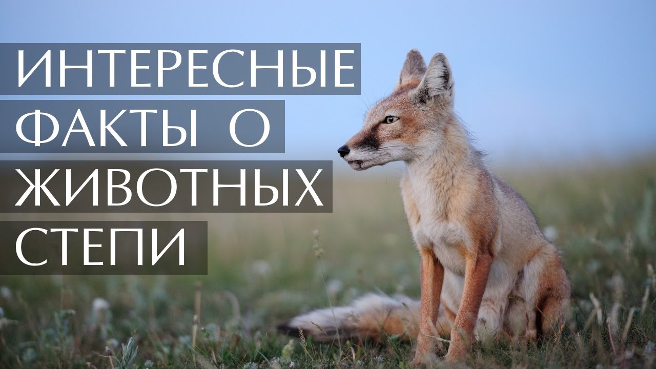 Интересные факты о животных Степи