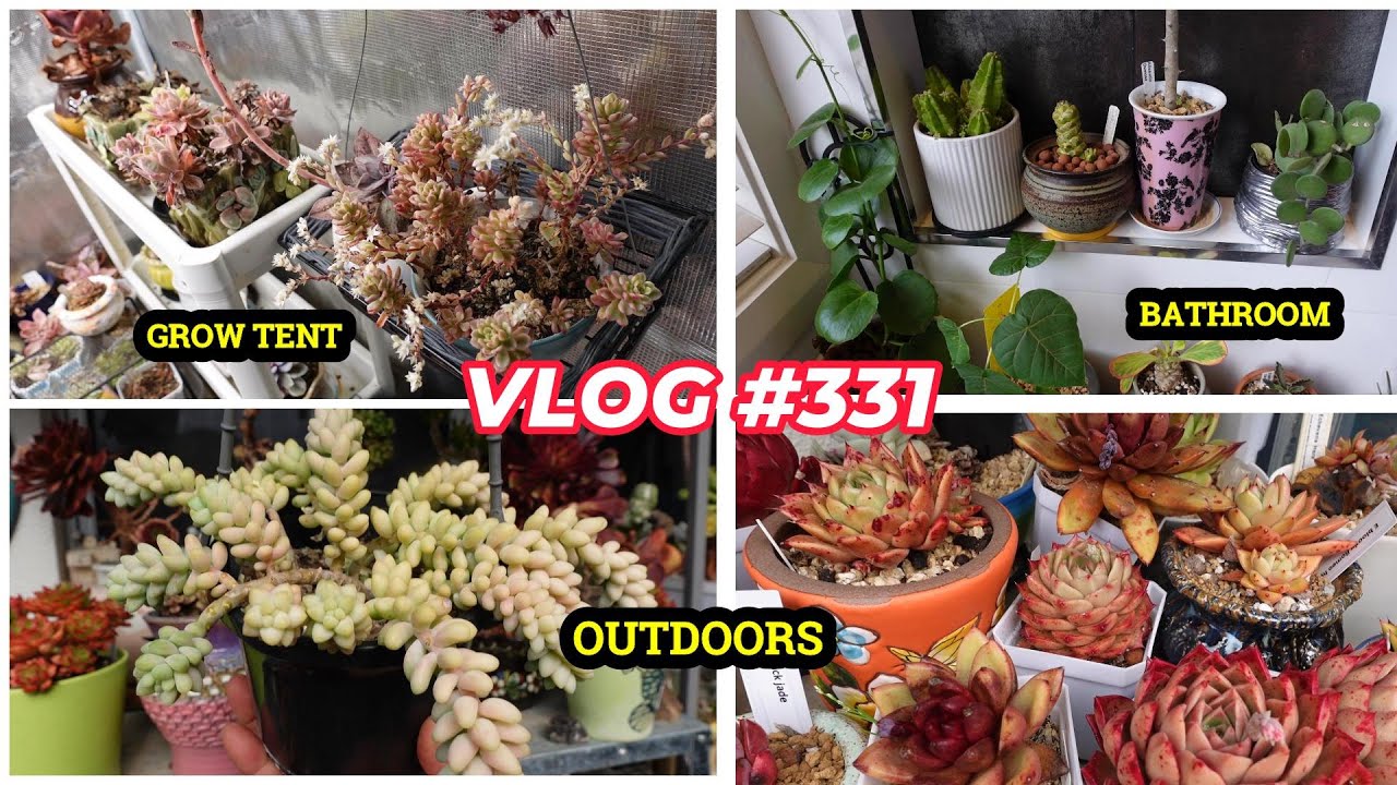 OVERWINTERED SUCCULENTS | VLOG 