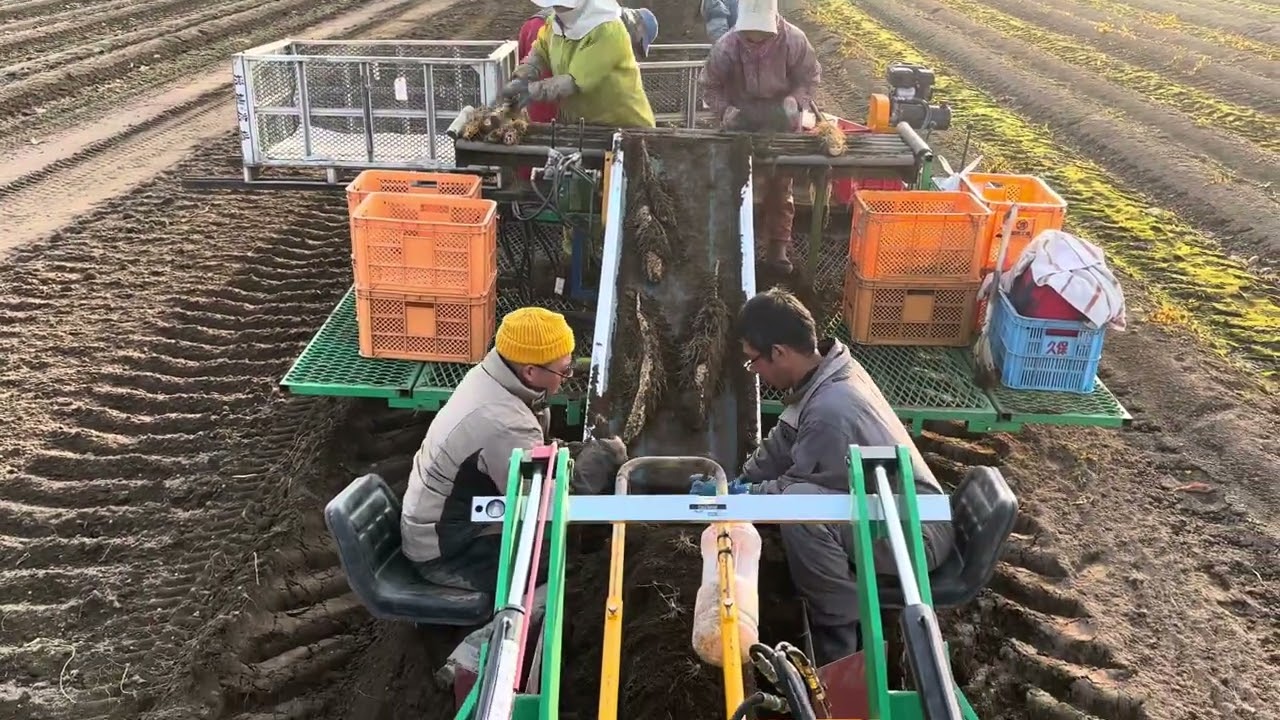 令和７年秋長芋収穫作業(種子)始めました。苫米地技研工業プラウパワコン仕様にしましたが長芋が軽く抜けますよ、また進化しましたね。