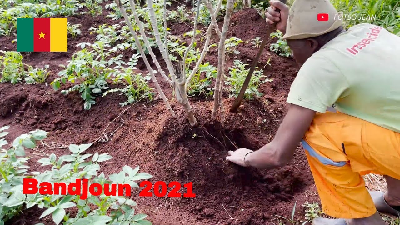 De retour au pays, ouest du Cameroun: on vas recolter le manioc