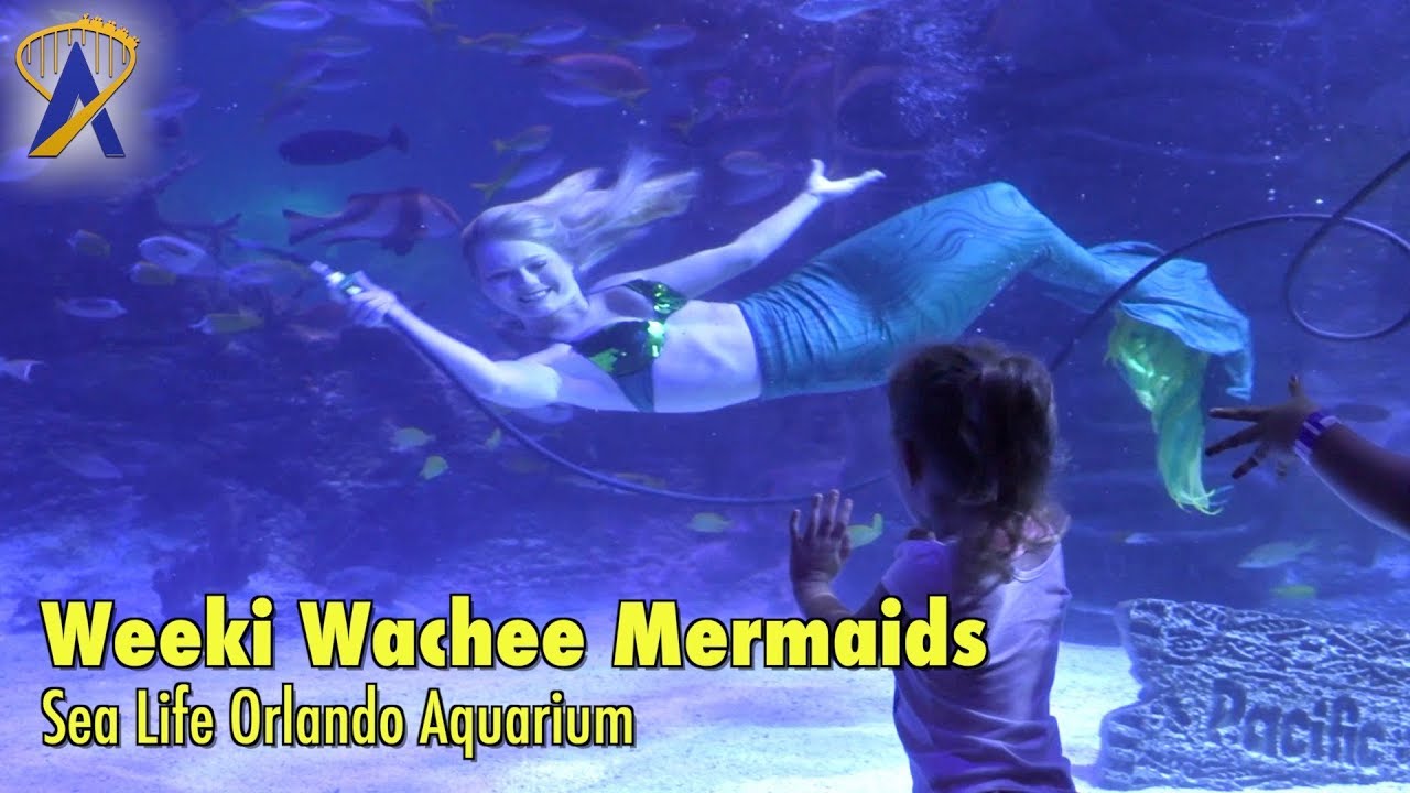 Mermaids from Weeki Wachee Springs visit Sea Life Orlando Aquarium