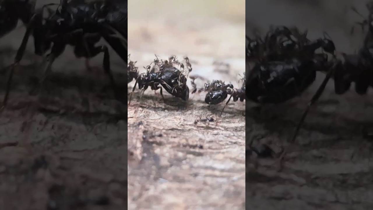 The Giant tuskers of the ants Parade in the rainforest..🐜