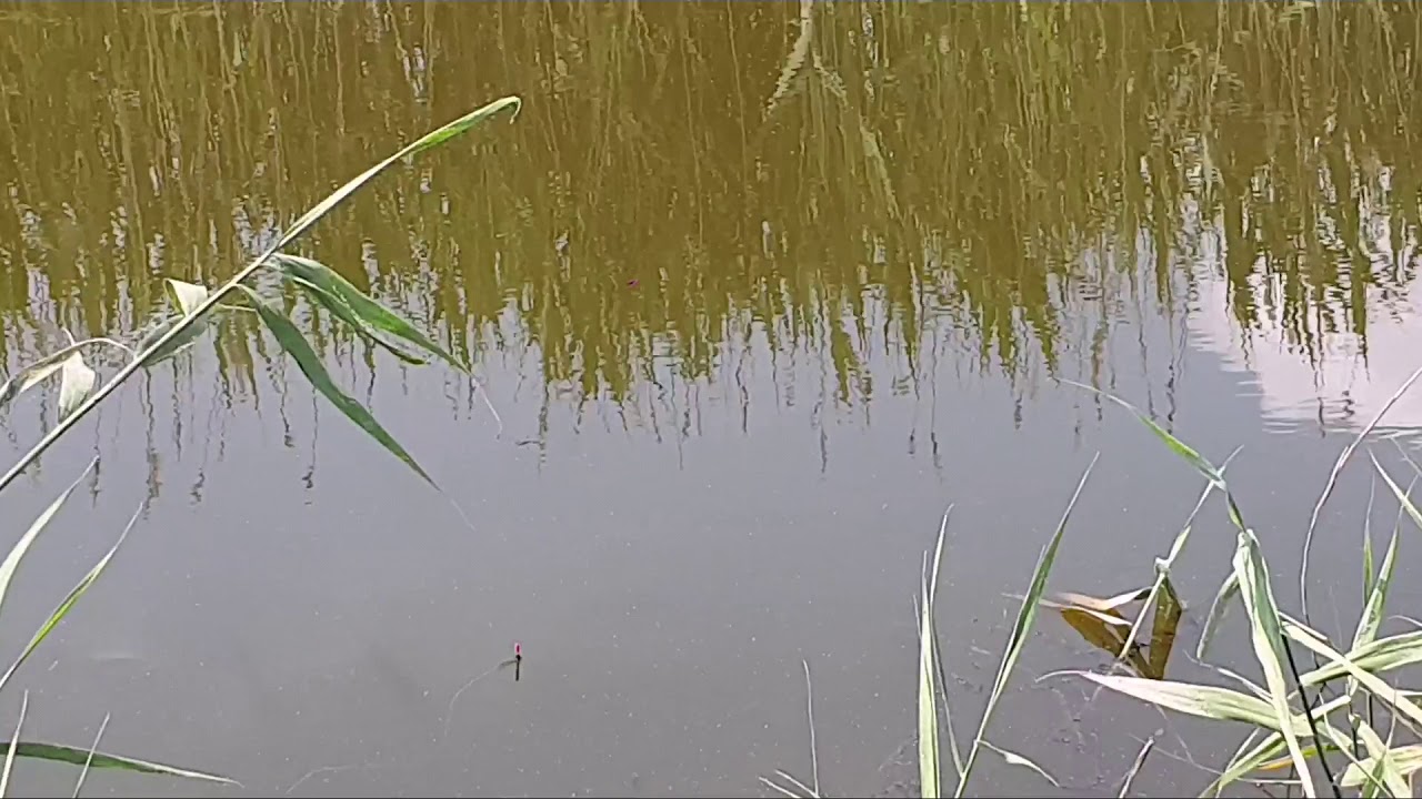 La pescuit pe un canal sălbatic 🎣