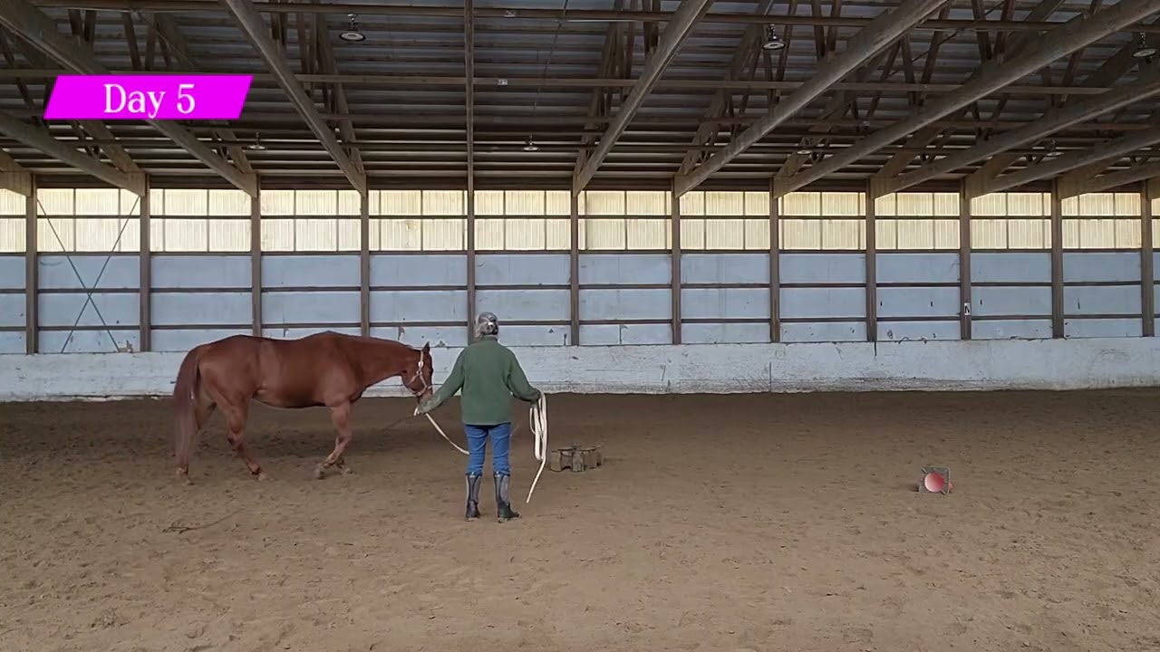 Zippy - RR March 2026 Challenge 'Hunt the Jump'