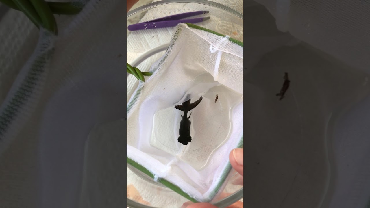 Black Moor Goldfish Anchor Worm Removal