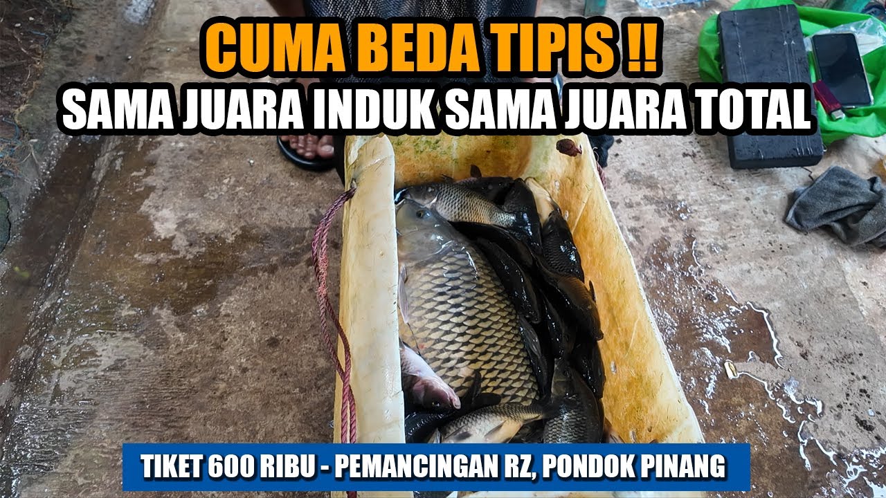 SERBA TELAT, ADUK TELAT, JADI HASILNYA SERBA TIPIS SAMA YANG JUARA‼️
