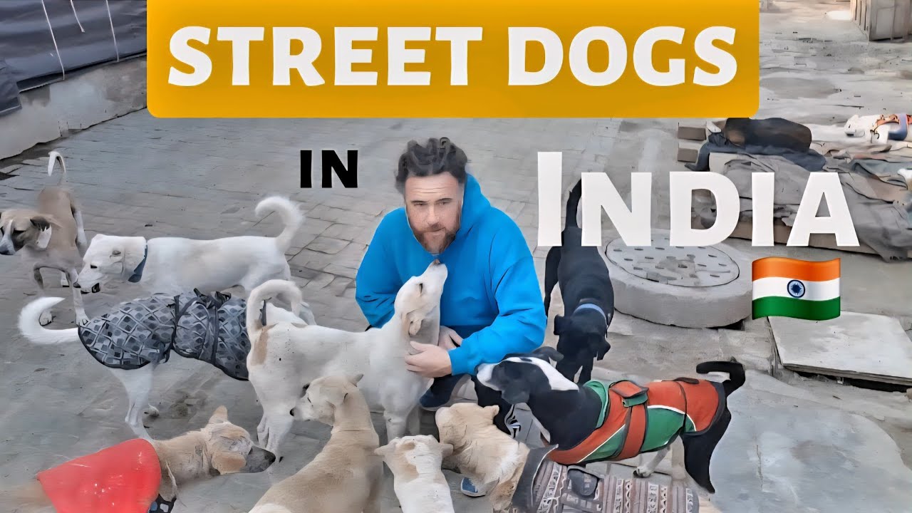 Street Dogs in India  with Jason Shute  from Shute Balanced Dog Training