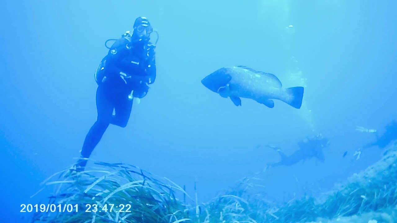 Plongée sous-marine à l’île de Porquerolles et port-cros avec ILEO PLONGEE PORQUEROLLES // Août 2021